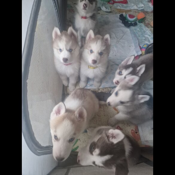 Alaskan Malamute - Both