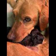 Cocker Spaniel (Working &amp; Show) - Both
