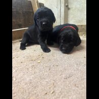 Cocker Spaniel (Working &amp; Show) - Both