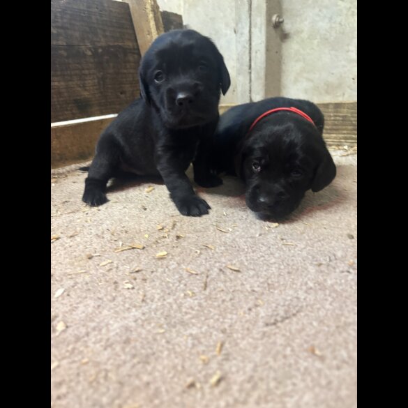 Cocker Spaniel (Working &amp; Show) - Both
