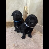 Cocker Spaniel (Working &amp; Show) - Both