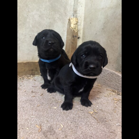 Cocker Spaniel (Working &amp; Show) - Both