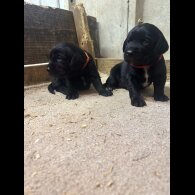 Cocker Spaniel (Working &amp; Show) - Both