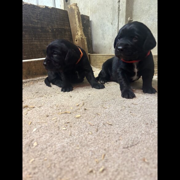 Cocker Spaniel (Working &amp; Show) - Both