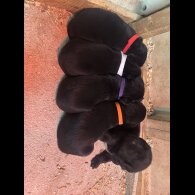 Cocker Spaniel (Working &amp; Show) - Both
