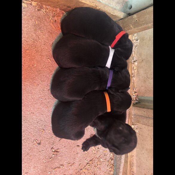 Cocker Spaniel (Working &amp; Show) - Both