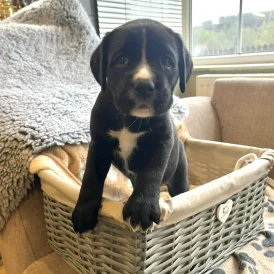 Boxer - Both