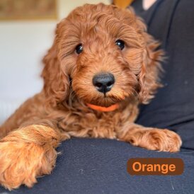 Cockapoo - Both