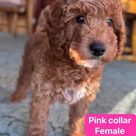 Cockapoo - Both