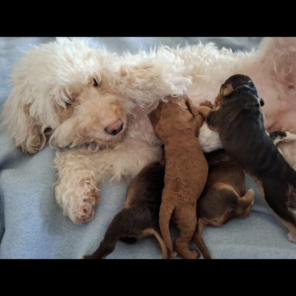 Cockapoo - Both