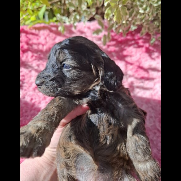 Cockapoo - Both