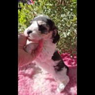 Cockapoo - Both