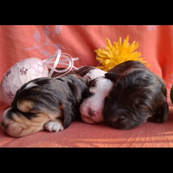 Cockapoo - Both