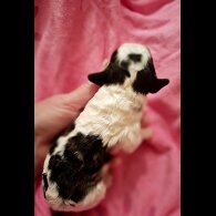 Cockapoo - Both