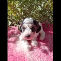 Cockapoo - Both