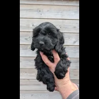 Cockapoo - Both