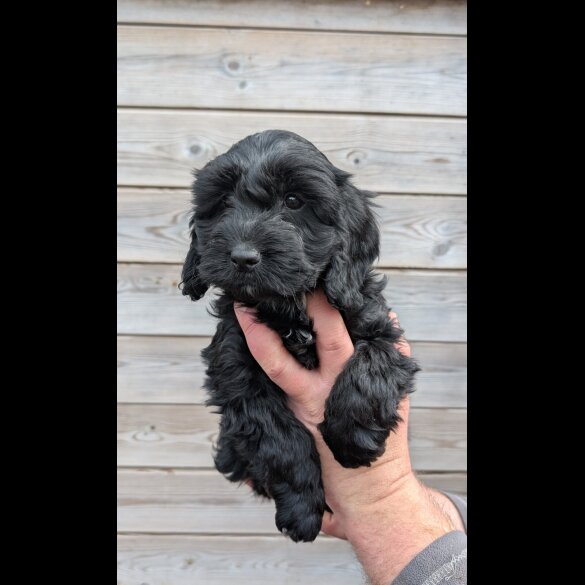 Cockapoo - Both