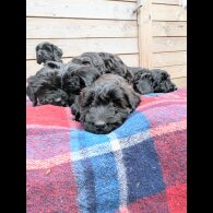 Cockapoo - Both