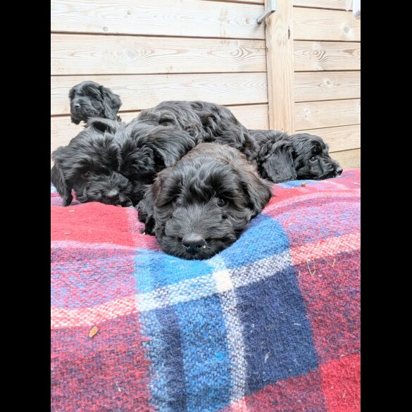 Cockapoo - Both