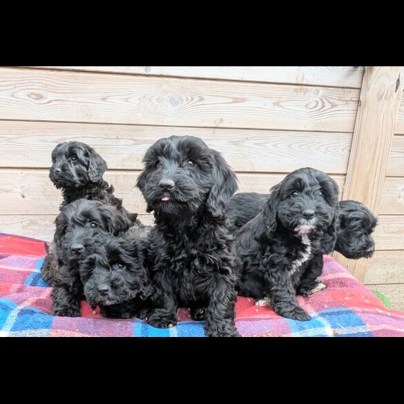 Cockapoo - Both