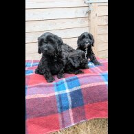 Cockapoo - Both