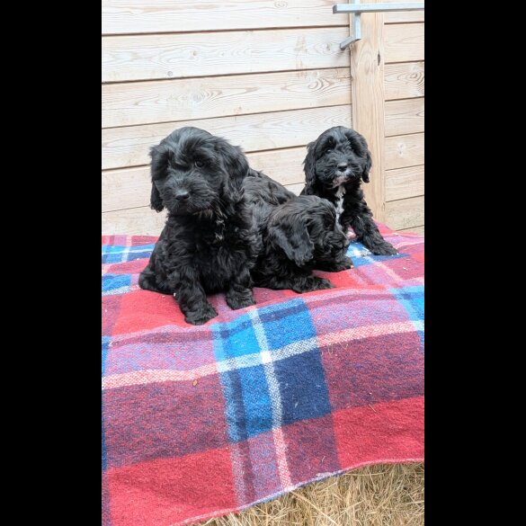 Cockapoo - Both