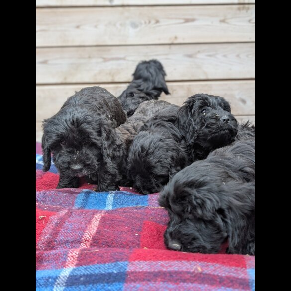 Cockapoo - Both