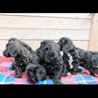 Cockapoo - Both