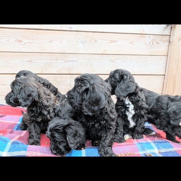 Cockapoo - Both