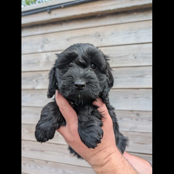 Cockapoo - Both