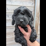Cockapoo - Both