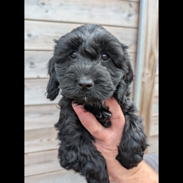 Cockapoo - Both