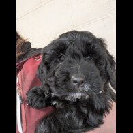Cockapoo - Both