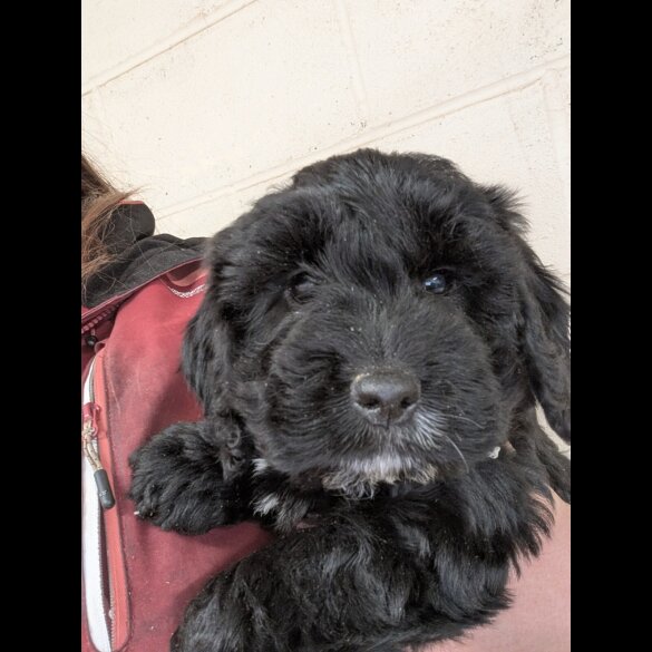 Cockapoo - Both