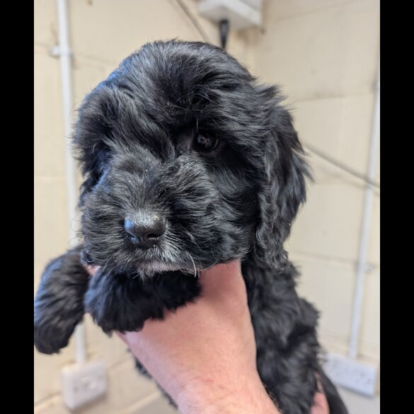 Cockapoo - Both