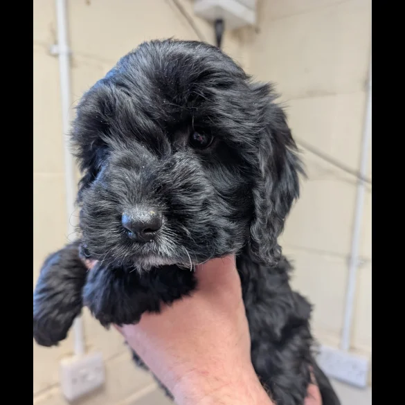 Cockapoo - Both
