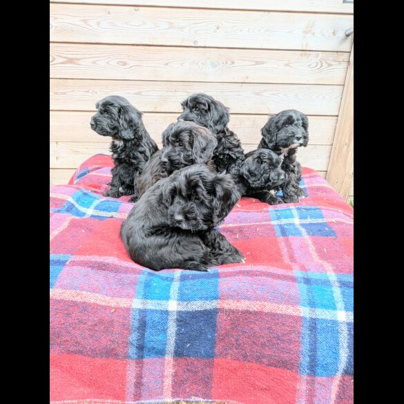 Cockapoo - Both