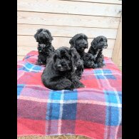 Cockapoo - Both