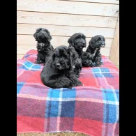 Cockapoo - Both