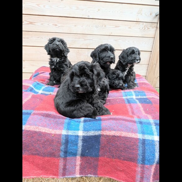 Cockapoo - Both