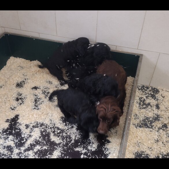 Cockapoo - Both