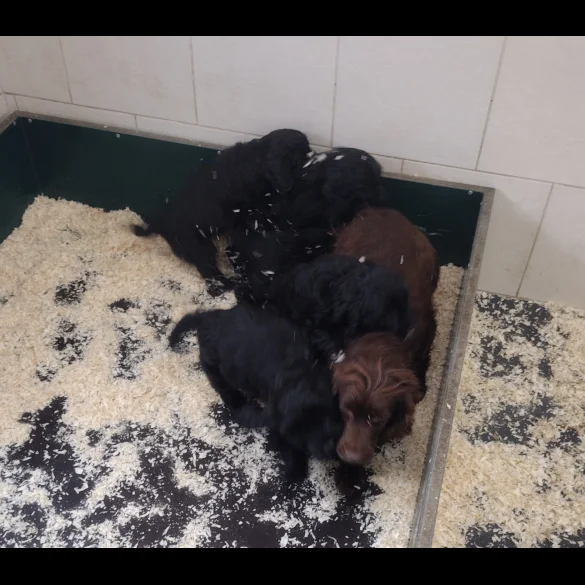 Cockapoo - Both