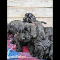 Cockapoo - Both