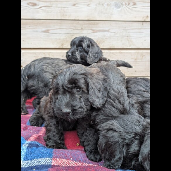 Cockapoo - Both