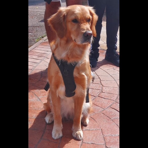 Golden Retriever - Both