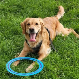 Golden Retriever - Both