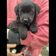 Mixed Breed - Both