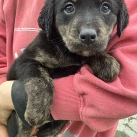 Mixed Breed - Both