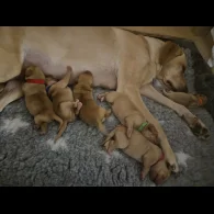 Labrador Retriever - Both