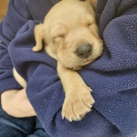 Labrador Retriever - Both